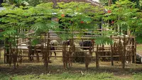 8 Tanaman Produktif yang Cocok Dipadukan dengan Ternak Rumahan Skala Kecil