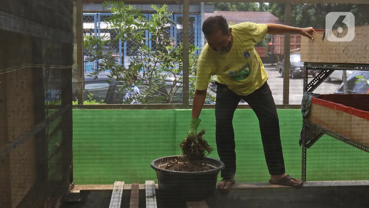 Budidaya Maggot untuk Urai Sampah Organik
