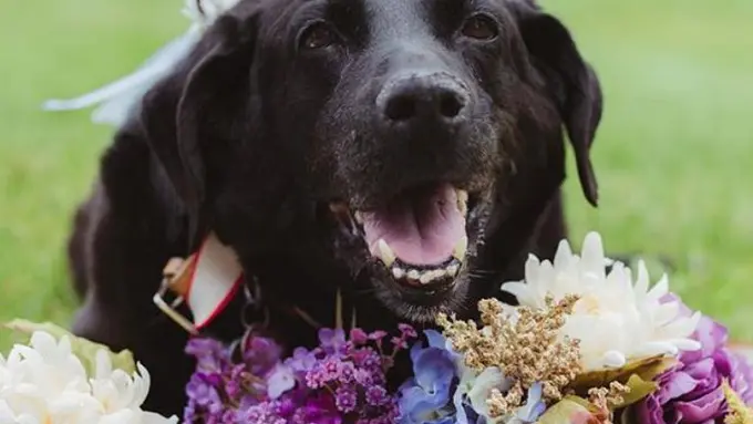 Anjing Setia, Bertahan Hidup demi Hadir Di Pernikahan Majikannya