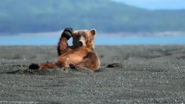Waving Bear by Alan Vernon, 2007