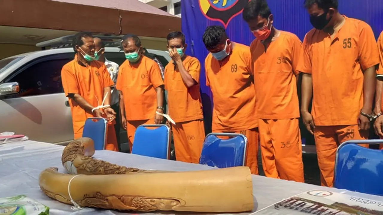 Gading gajah sitaan Polda Riau dari tiga tersangka jual beli organ satwa dilindungi.