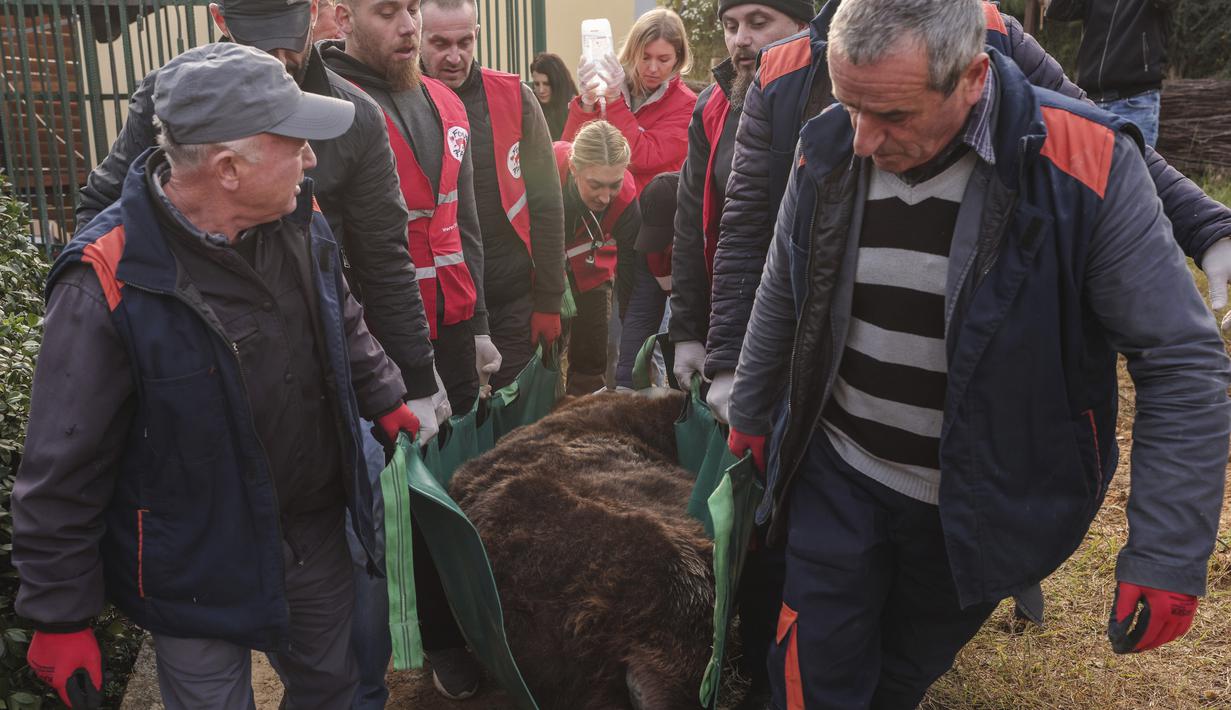 Aktivis dari badan amal hak-hak hewan "Four Paws" membawa Mark setelah diselamatkan dan keluar dari kandang kecil di Tirana, Rabu (7/12/2022). Diketahui beruang coklat tersebut sudah terjebak di kandang restoran tersebut selama 20 tahun, sejak ia lahir pada 1998. (AP Photo/Franc Zhurda)