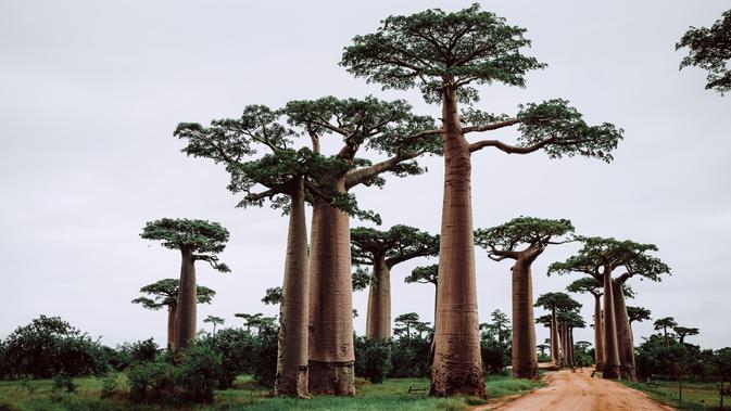 Ilustrasi Baobab | unsplash.com