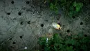 Jangkrik berkala yang baru saja berganti kulit merangkak di antara lubang yang digali oleh nimfa jangkrik yang muncul di Takoma Park, Maryland, Amerika Serikat, 20 Mei 2021. Jangkrik Brood X jadi sumber makanan berprotein tinggi untuk burung, hewan, dan serangga. (Chip Somodevilla/Getty Images/AFP)