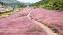 Foto dari udara yang diabadikan pada 2 September 2020 ini menunjukkan para wisatawan yang menikmati pemandangan padang rumput berwarna pink (Muhlenbergia capillaris) di objek wisata Shenquangu di Wilayah Changshun, Provinsi Guizhou, China barat daya. (Xinhua/Tao Liang)