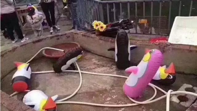 Kebun binatang baru di Tiongkok