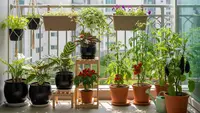 7 Tanaman Buah yang Cocok untuk Rumah Cluster Tanpa Halaman, Ideal untuk Balkon atau Teras