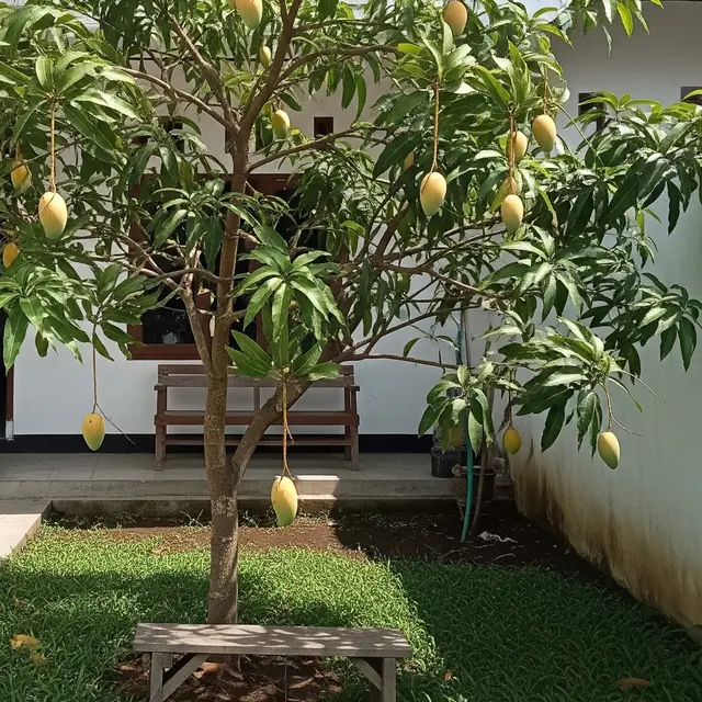 6 Jenis Pohon Mangga yang Cepat Berbuah, Ideal untuk Pekarangan Rumah