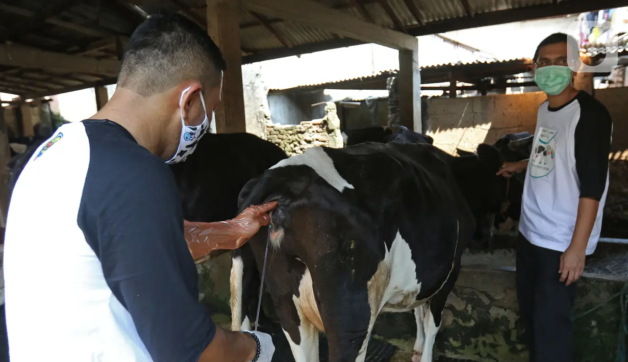 Petugas menyuntik sperma ke sapi di kawasan Pengadegan, Jakarta, Sabtu (14/11/2020). Dinas KPKP DKI meningkatkan produksi ternak sapi dan kerbau melalui metode Inseminasi Buatan atau kawin suntik, pemeriksaan kebuntingan dan penanganan ganggunan reproduksi. (Liputan6.com/Herman Zakharia)