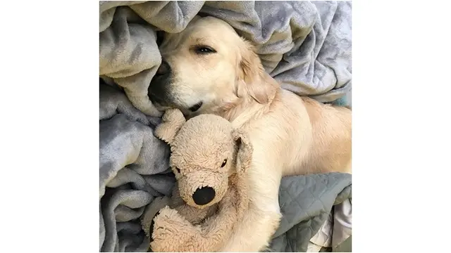 7 Potret Anjing dengan Boneka Tiruannya Ini Bikin Gemas