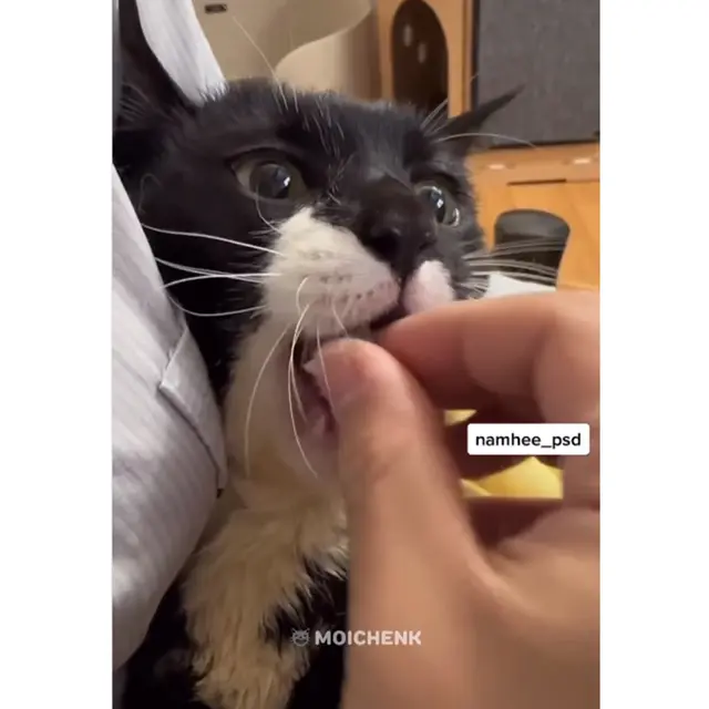 6 Potret Kucing Makan Disuapi Seperti Manusia Ini Kocak, Manja Banget