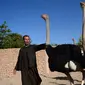 Seorang peternak berjalan dengan burung unta di sebuah peternakan di pinggiran Herat, Afghanistan (15/8).  (AFP Photo/Hoshang Hashimi)