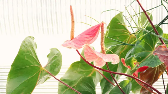 Anthurium Crystallinum dan Superbum