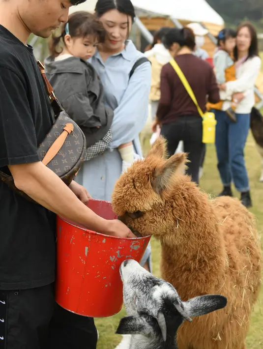 Sejumlah orang menikmati waktu luang mereka di "Go Farm" di Desa Gucheng, Kota Huzhou, Provinsi Zhejiang, China pada 17 November 2020. "Go Farm", sebuah destinasi liburan yang memadukan antara perkemahan dengan tur bertema hewan peliharaan di desa kuno Gucheng. (Xinhua/Weng Xinyang)