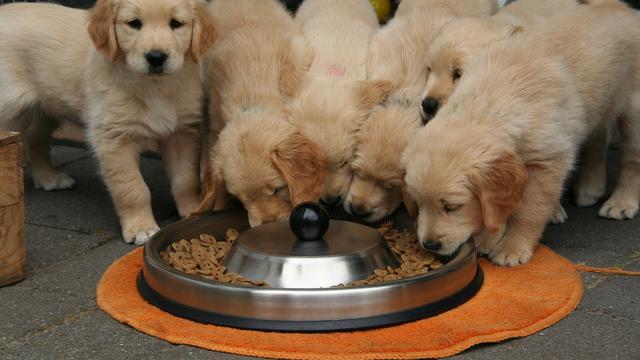 Make a Strict Feeding Schedule