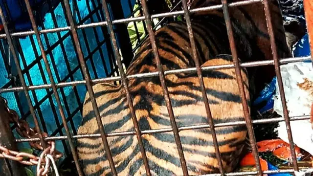 Harimau sumatra yang disebut sering memangsa manusia di Kabupaten Indragiri Hilir setelah ditangkap BBKSDA Riau.