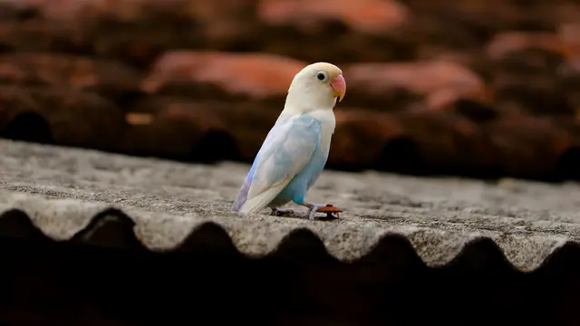 ilustrasi Lovebird