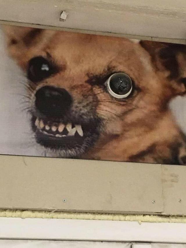 6 Kreasi Unik Bikin Lukisan Gambar Hewan Ini Bikin Tepuk Jidat