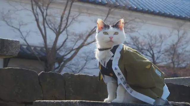 6 Kucing Pakai Baju Karakter Anime Demon Slayer Ini Gemas Banget