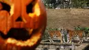 Sebuah labu khas Halloween berada di dekat kandang harimau di Kebun Binatang Zoom Torino, Turin, Italia, Jumat (28/10). Tingkah unik diperlihatkan sejumlah hewan saat diberikan labu kepada mereka. (AFP PHOTO/Marco Bertorello)