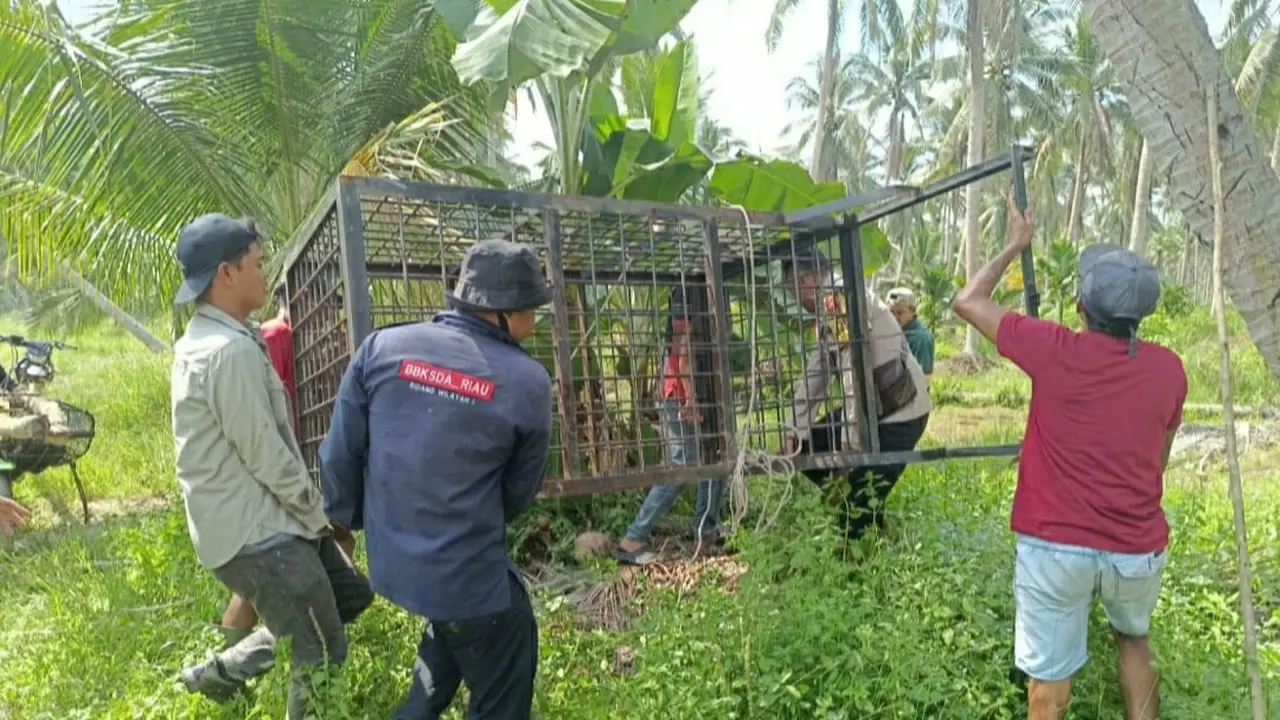 Petugas BBKSDA Riau memasang kandang jebak untuk menangkap harimau yang diduga menerkam kambing dan sapi di Indragiri Hilir.