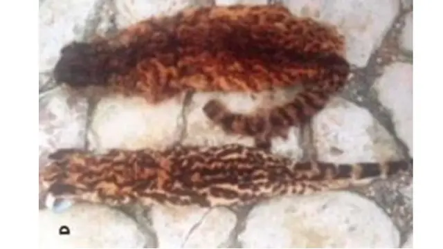 6 Spesies Hewan Ini Tak Pernah Terlihat Lagi Sejak Ditemukan, Hanya Muncul Sekali