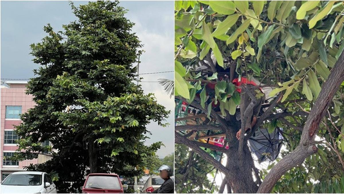 Pria Ini Pilih Tinggal di Pohon Pinggir Jalan Selama 6 Bulan, Tak Mampu Bayar Sewa