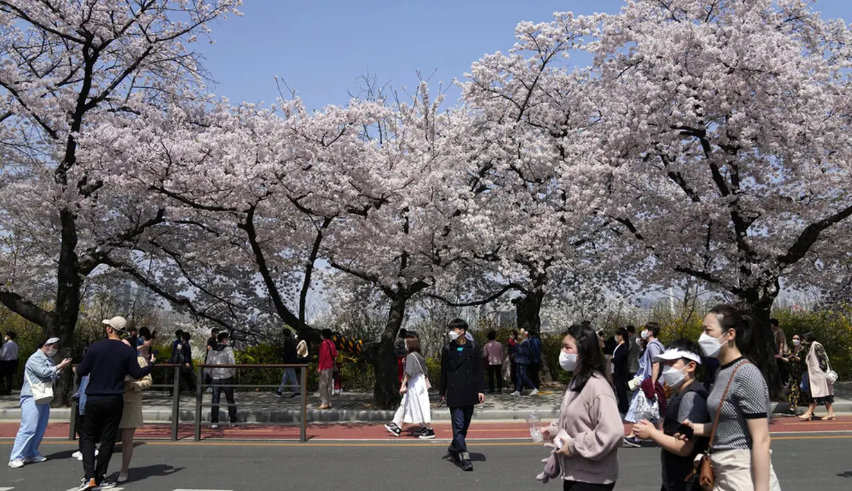 Para pengunjung yang mengenakan masker berjalan di bawah bunga sakura yang mekar penuh di Seoul, Korea Selatan, 10 April 2022. (AP Photo/Lee Jin-man)