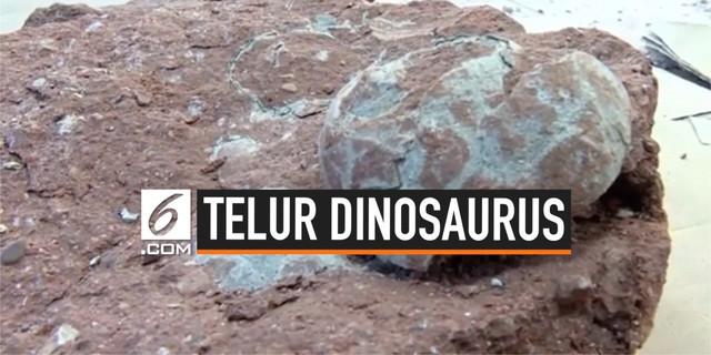 VIDEO: Bocah Temukan Fosil Telur Dinosaurus 66 Juta Tahun