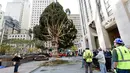 Pekerja menggunakan alat berat untuk menempatkan pohon Natal raksasa di Rockefeller Center, kota New York, Sabtu (10/11). Pohon cemara jenis The Norway Spruce ini memiliki tinggi 22 meter dengan berat 12 ton.  (Diane Bondareff/AP for Tishman Speyer)