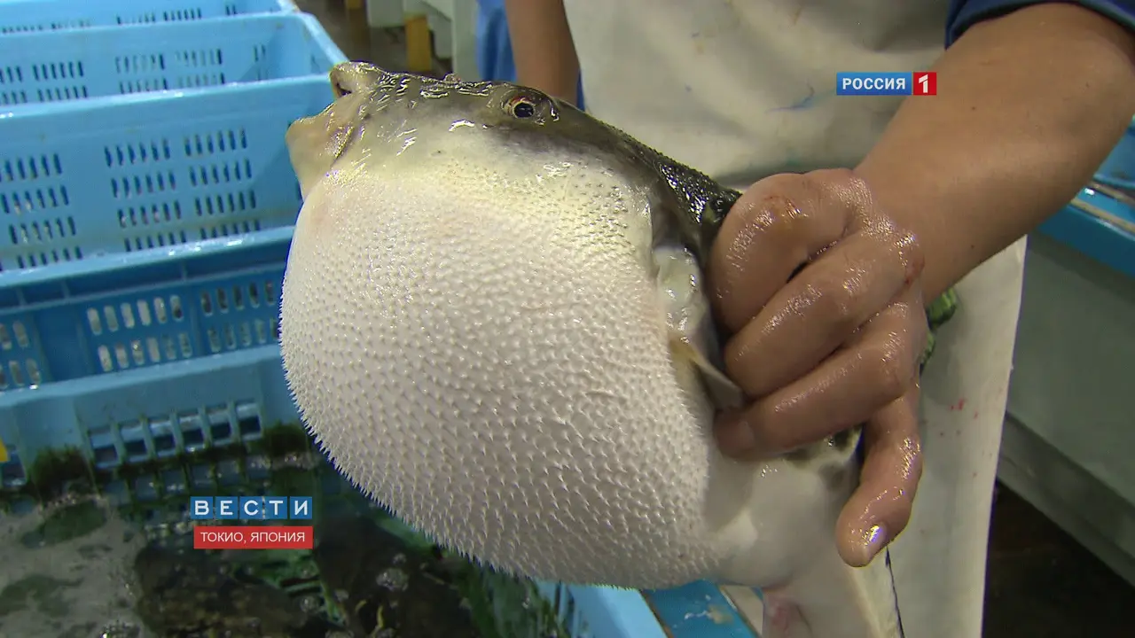 [Bintang] Ikan Buntal