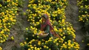 Bunga Marigold merupakan salah satu bunga paling sakral di India dan Nepal. (AP Photo/Channi Anand)