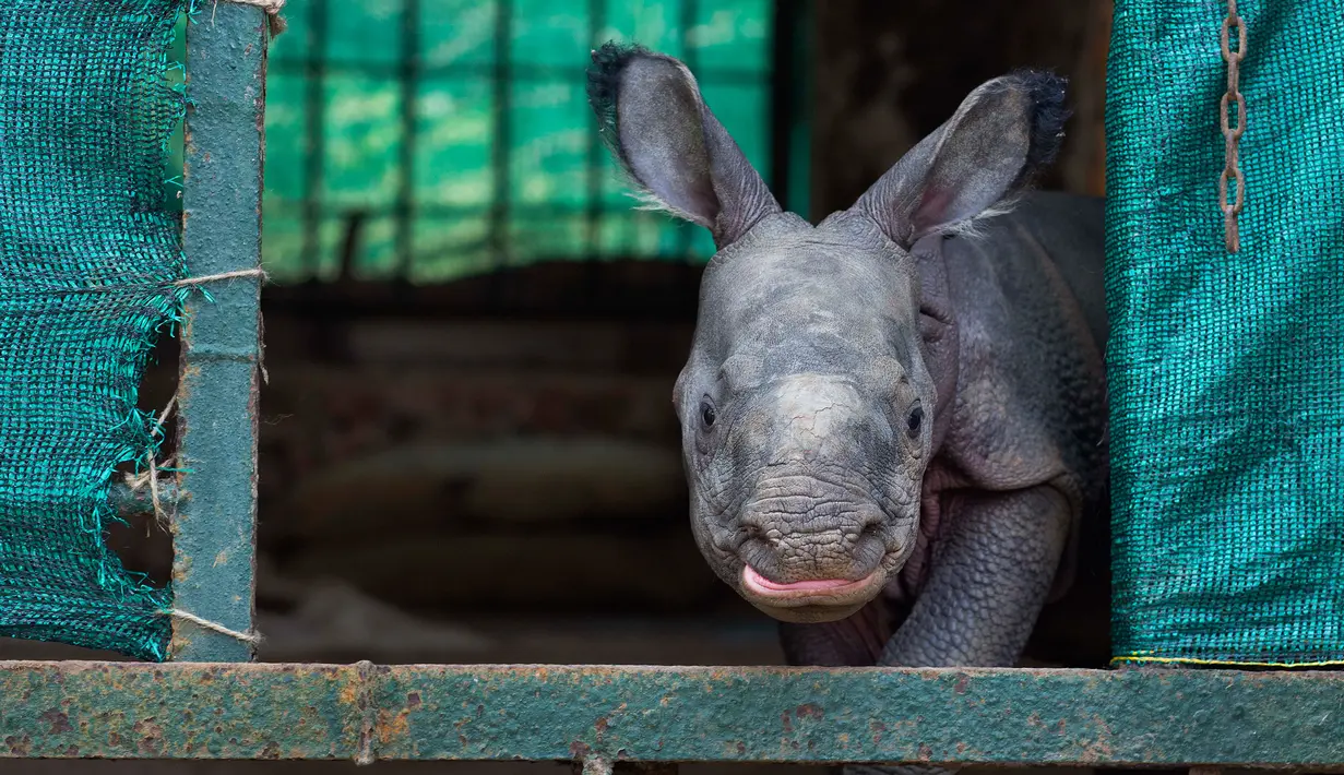 Bayi badak bertanduk satu yang berusia satu bulan terlihat di dalam sebuah kandang di Taman Zoologi Assam di Gauhati, India (5/6). Bayi badak bertanduk satu ini diberi nama Raja. (AP Photo/Anupam Nath)