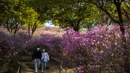Pengunjung berjalan melewati semak bunga azalea di Taman Wonmi di Bucheon, sebuah kota di pinggiran Seoul (19/4/2022). Saliyah atau Azalea adalah jenis tanaman berbunga dari keluarga Ericaceae dan genus Rhododendron yang tumbuh di wilayah beriklim sedang.  (AFP/ANTHONY WALLACE)