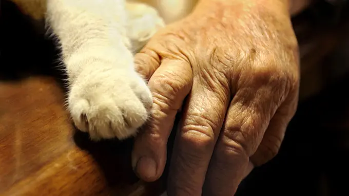 Begini Jadinya Kalau Kucingmu Bisa SMS-an Sama Kamu :D [2]