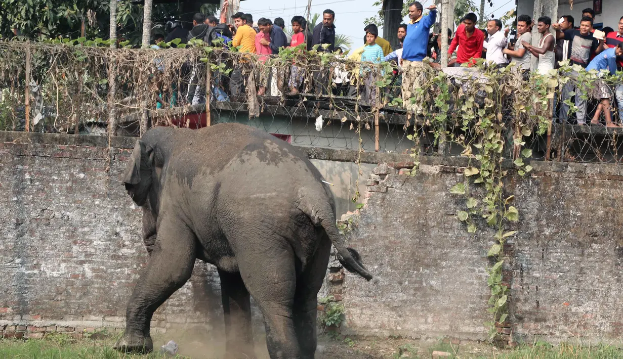Seekor gajah liar dengan panah berisi obat penenang di sisi bagian belakangnya berkeliaran di Siliguri negara bagian Bengal Barat, India, Rabu (10/2). Gajah itu keluar dari habitatnya di hutan Baikunthapur dan masuk ke kota. (AFP PHOTO / Diptendu Dutta)