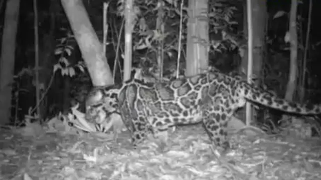 Macan Dahan yang Terlupakan