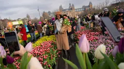 Perayaan Hari Tulip Nasional secara resmi memulai musim tulip di Belanda. (AP Photo/Peter Dejong)