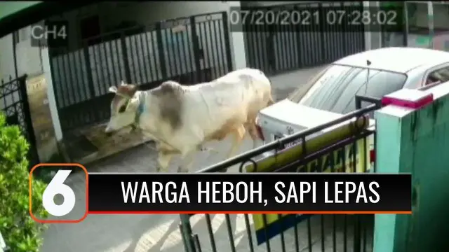 Heboh, seekor sapi kurban lepas saat hendak disembelih. Pagar sebuah toko material bangunan di kawasan tersebut rusak.