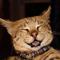 Foto anak kucing jenis savannah. (Val Raw/Pixabay)