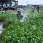 Petani menyemprotkan cairan pestisida di lahan pertanian bayam, kawasan Kota Tangerang, Jumat (27/11/2020). Badan Pusat Statistik mencatat upah nominal harian buruh tani nasional pada Oktober 2020 naik sebesar 0,09 persen dibanding upah buruh tani September 2020. (Liputan6.com/Angga Yuniar)