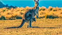 7 Hopping Facts About Kangaroos