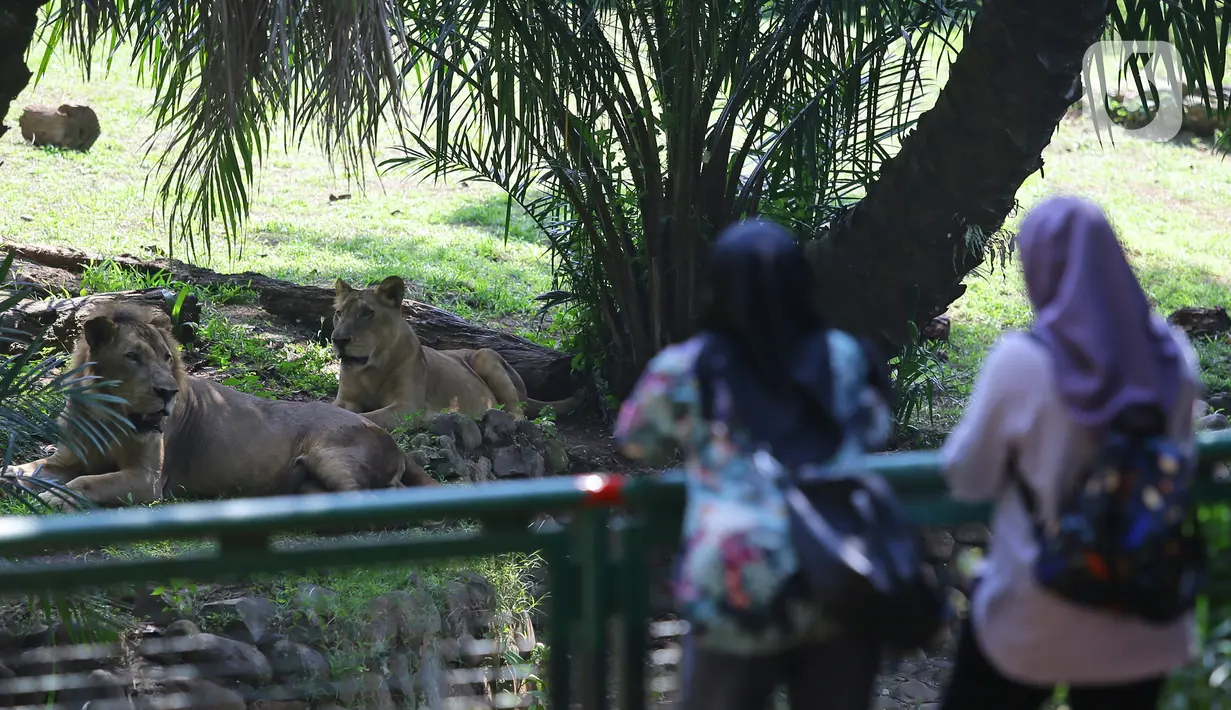Pengunjung mengamati satwa yang menjadi penghuni Taman Margasatwa Ragunan, Jakarta, Sabtu (20/6/2020). Ragunan mulai dibuka kembali untuk pengunjung di Sabtu ini pada masa PSBB transisi dengan pembatasan dan penerapan protokol kesehatan yang ketat. (Liputan6.com/Herman Zakharia)