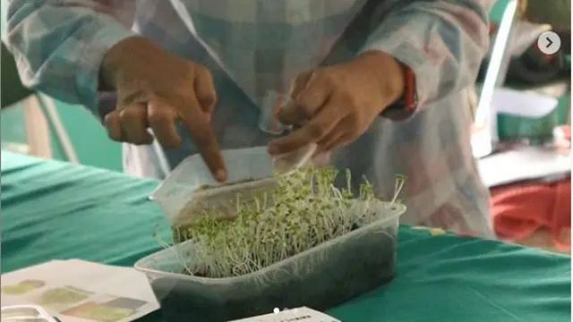 Berkebun Microgreen, Tanaman Mini Kaya Gizi
