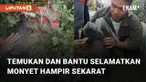 Aksi sekelompok pemuda temukan dan selamatkan seekor monyet yang hampir sekarat mengundang perhatian