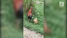 Video kocak menampilkan perilaku seekor ayam betina yang berkamuflase saat bertemu ayam jantan.