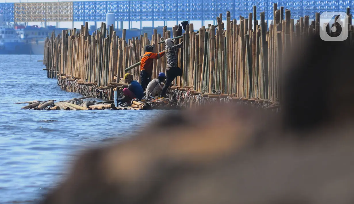 Bambu-bambu tersebut dipsang sebagai tanggul laut untuk mencegah terjadinya abrasi. (merdeka.com/Imam Buhori)
