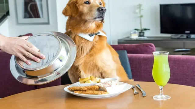 Pet Staycations