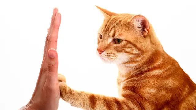 Ilustrasi kucing bisa diajak High-Five