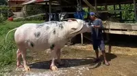 Kerbau Belang Toraja Didapuk Jadi Kekayaan Intelektual Komunal